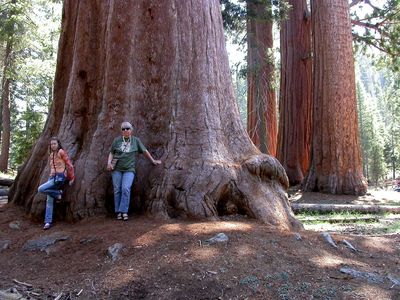  - 38 californien sequoia nationalpark kim greiner